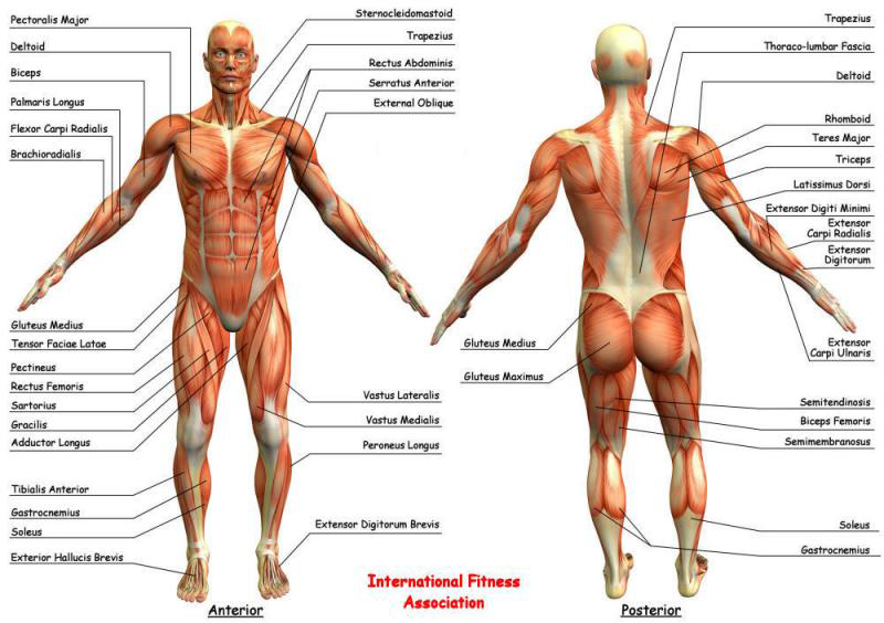 reflexology chart