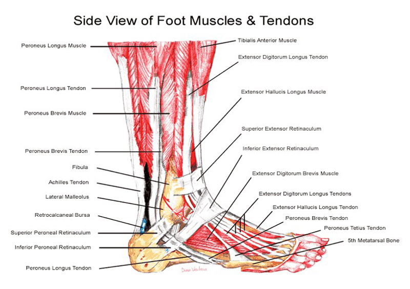 reflexology chart