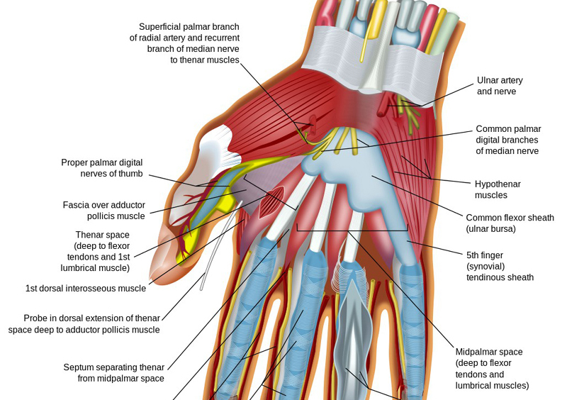 reflexology chart