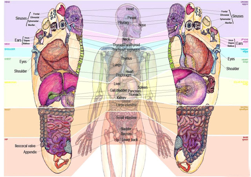 reflexology chart
