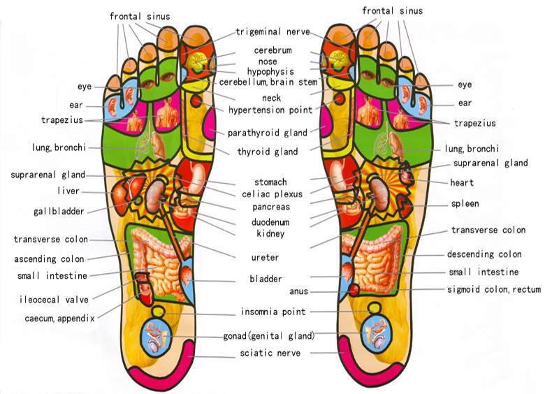 reflexology chart